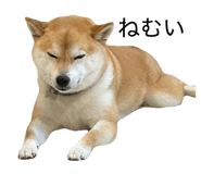 855651150