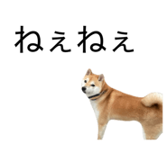 855651154