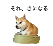 855651155