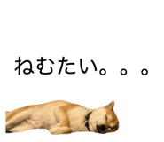 855651159