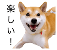 855651164