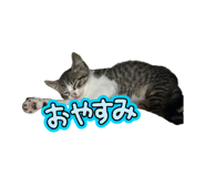 855655233