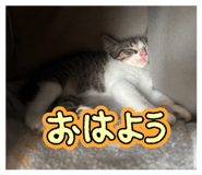 855655243