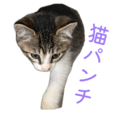 855655245