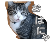 855667937