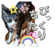855667941
