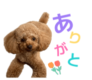 855668896