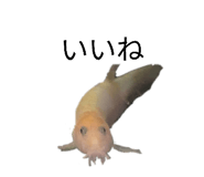 855668929