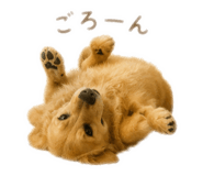 855668975