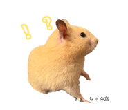 855670952