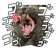 855671555