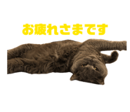 855671557