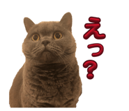 855671558
