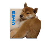 855672275