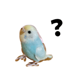 855672515