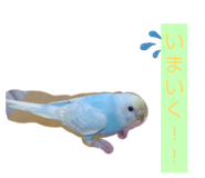855672525