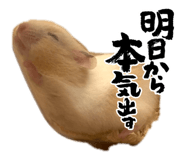 855673731