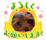 855673977