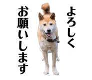 855674091
