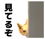 855674093