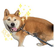 855674095