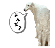 855674205