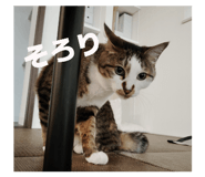 855674273