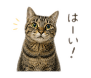 855674380