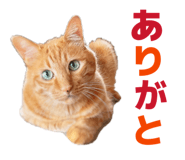 855674778