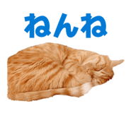 855674781