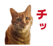 855674796