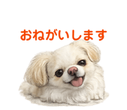 855674971