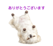 855674981