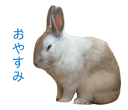 855675203