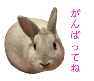 855675205