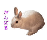 855675206