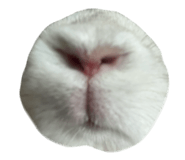 855675212