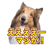 855675240