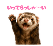 855675772
