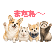 855675780