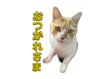 855677196