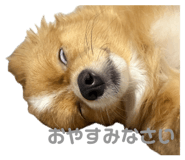 855677370
