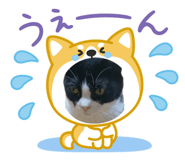 855678575