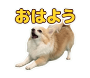 855679216