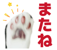 855679516