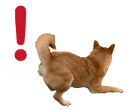 855681850