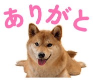 855681852