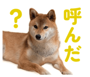 855681853