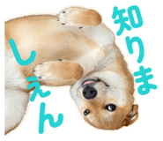 855681865
