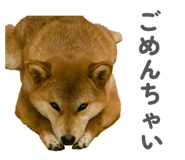 855681866